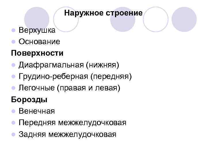 Наружное строение Верхушка l Основание Поверхности l Диафрагмальная (нижняя) l Грудино-реберная (передняя) l Легочные
