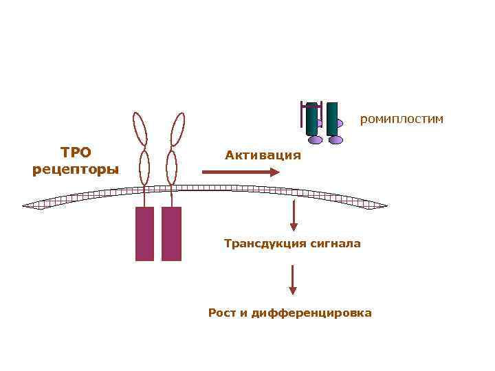 Общая схема трансдукции сигнала