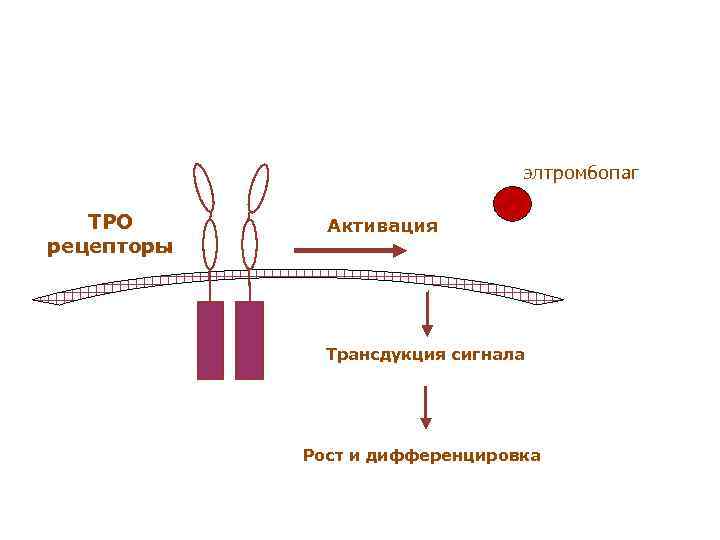 элтромбопаг TPO рецепторы Активация Трансдукция сигнала Рост и дифференцировка 