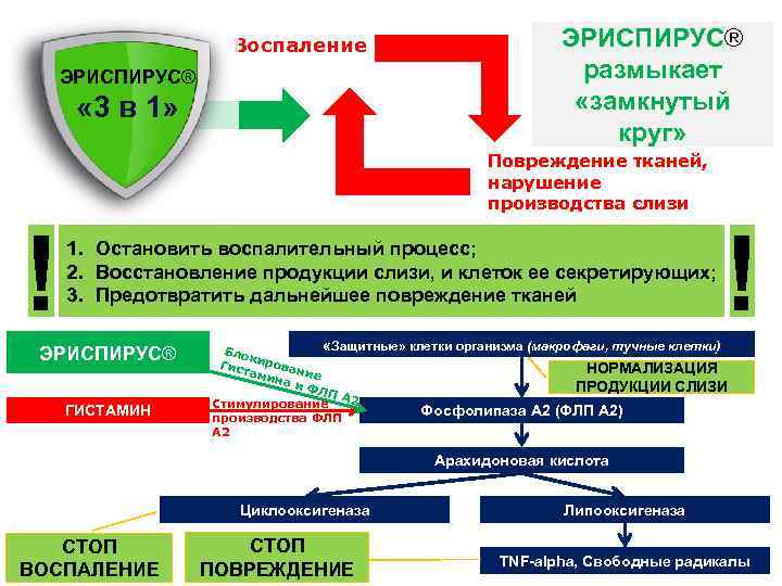 Воспаление ЭРИСПИРУС® « 3 в 1» ЭРИСПИРУС® размыкает «замкнутый круг» Повреждение тканей, нарушение производства