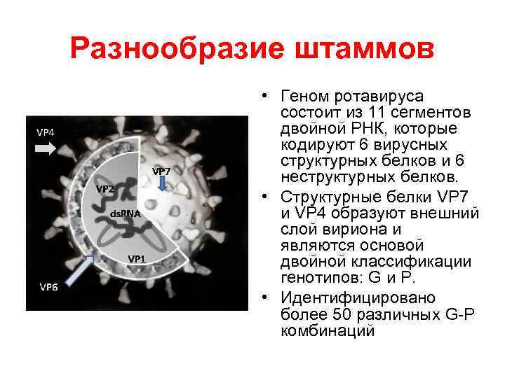 Разнообразие штаммов • Геном ротавируса состоит из 11 сегментов двойной РНК, которые кодируют 6