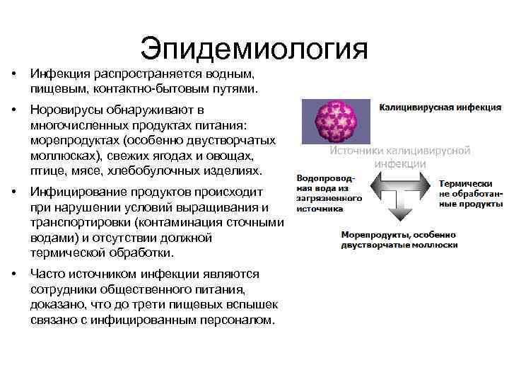 Эпидемиология • Инфекция распространяется водным, пищевым, контактно-бытовым путями. • Норовирусы обнаруживают в многочисленных продуктах