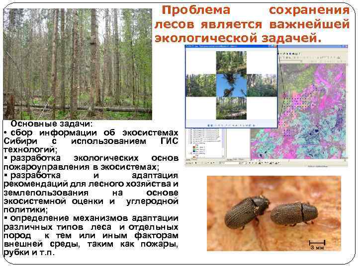 Проблема сохранения лесов является важнейшей экологической задачей. Основные задачи: • сбор информации об экосистемах