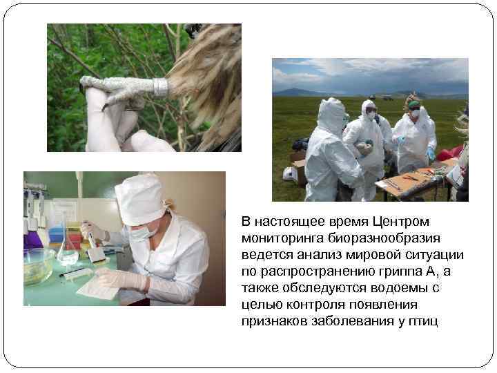 В настоящее время Центром мониторинга биоразнообразия ведется анализ мировой ситуации по распространению гриппа А,