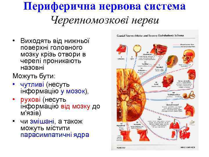 Периферична нервова система Черепномозкові нерви • Виходять від нижньої поверхні головного мозку крізь отвори