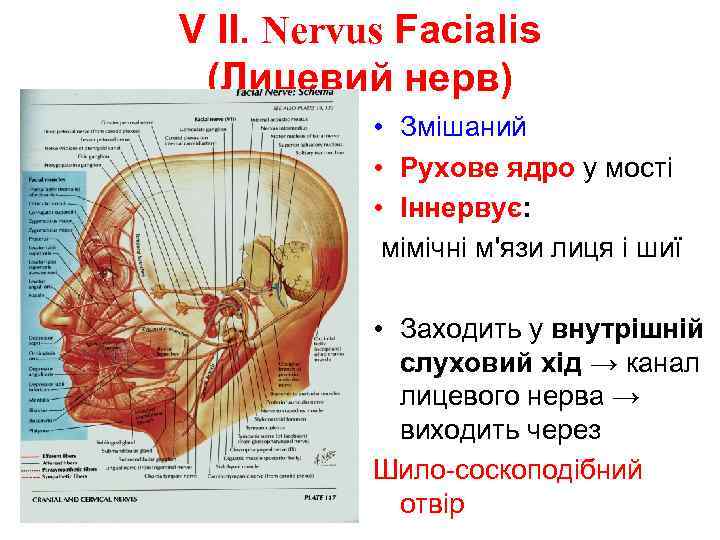 V II. Nervus Facialis (Лицевий нерв) • Змішаний • Рухове ядро у мості •