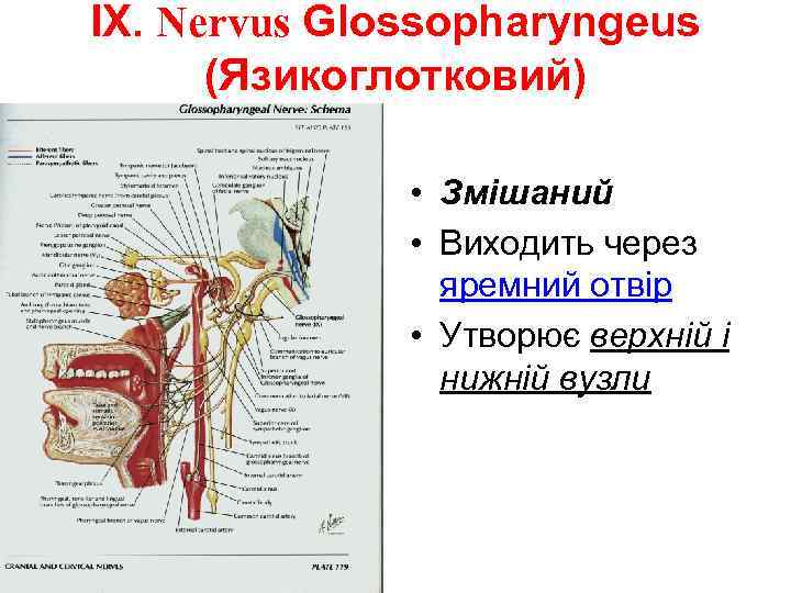 IX. Nervus Glossopharyngeus (Язикоглотковий) • Змішаний • Виходить через яремний отвір • Утворює верхній