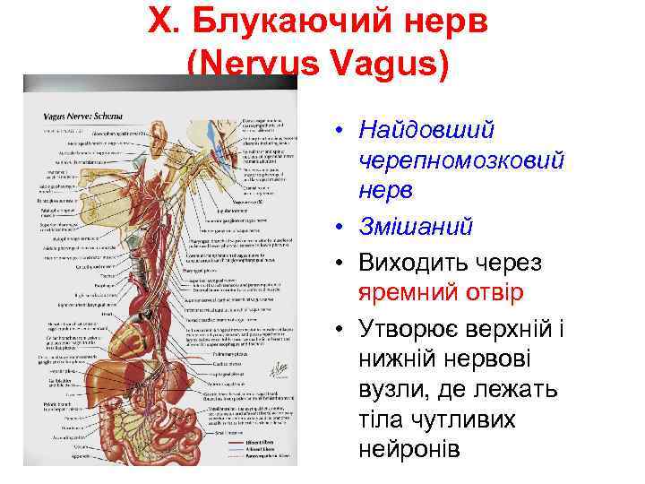 X. Блукаючий нерв (Nervus Vagus) • Найдовший черепномозковий нерв • Змішаний • Виходить через