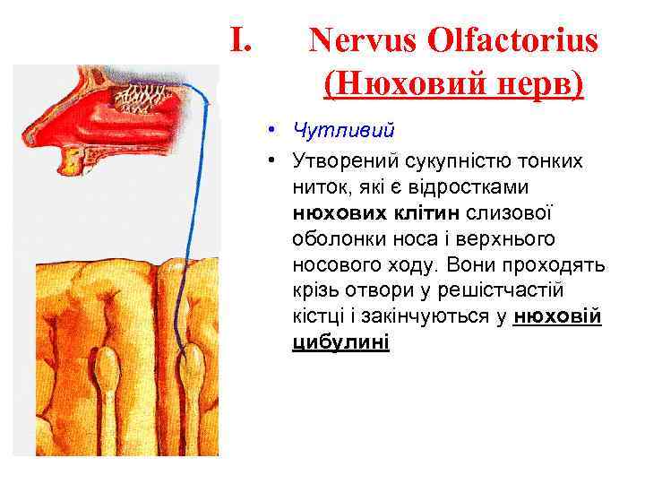 I. Nervus Olfactorius (Нюховий нерв) • Чутливий • Утворений сукупністю тонких ниток, які є