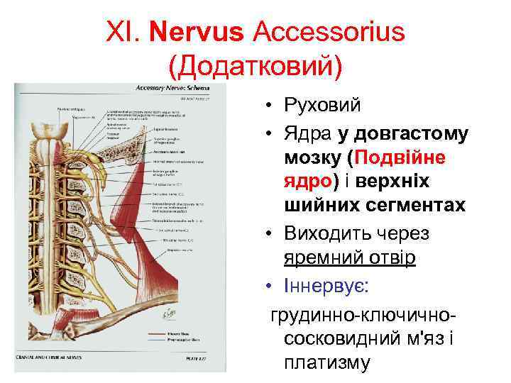 XI. Nervus Accessorius (Додатковий) • Руховий • Ядра у довгастому мозку (Подвійне ядро) і