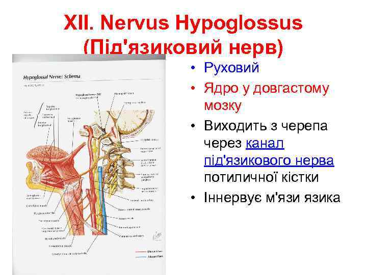 XII. Nervus Hypoglossus (Під'язиковий нерв) • Руховий • Ядро у довгастому мозку • Виходить