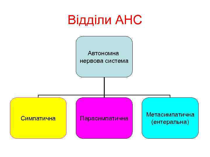 Відділи АНС Автономна нервова система Симпатична Парасимпатична Метасимпатична (ентеральна) 