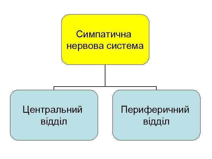 Симпатична нервова система Центральний відділ Периферичний відділ 