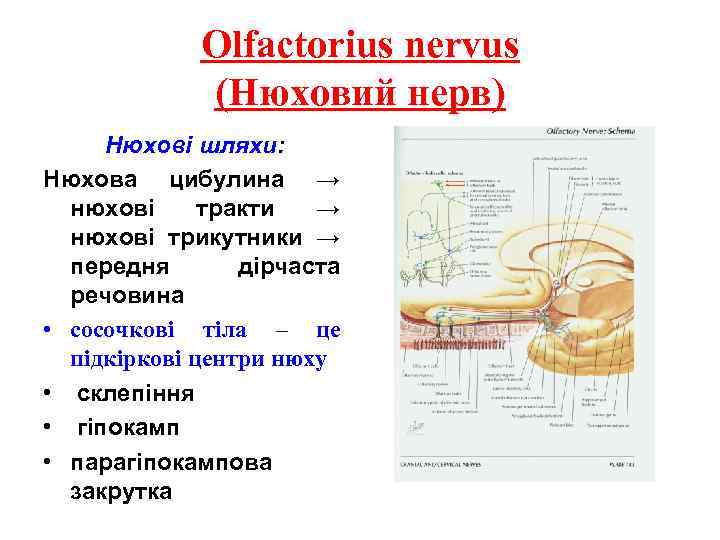 Olfactorius nervus (Нюховий нерв) Нюхові шляхи: Нюхова цибулина → нюхові тракти → нюхові трикутники