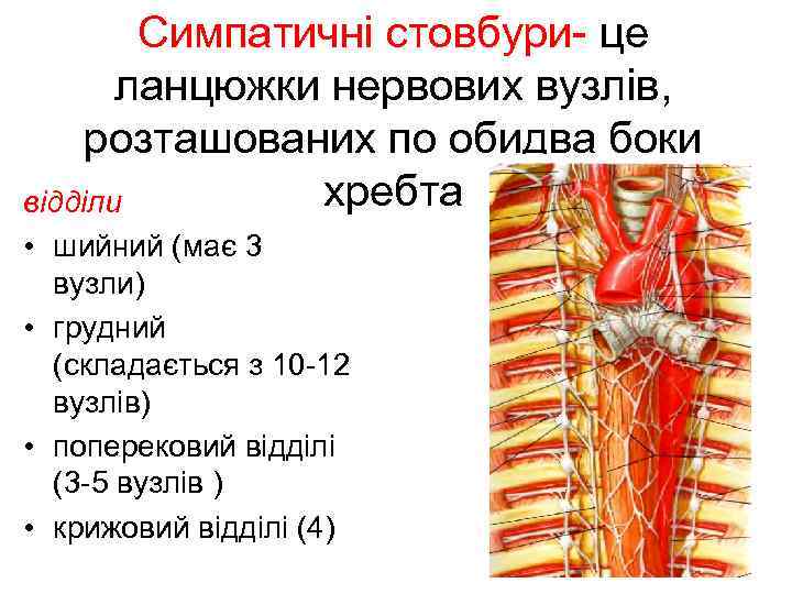 Симпатичні стовбури- це ланцюжки нервових вузлів, розташованих по обидва боки хребта відділи • шийний