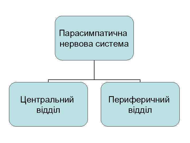 Парасимпатична нервова система Центральний відділ Периферичний відділ 