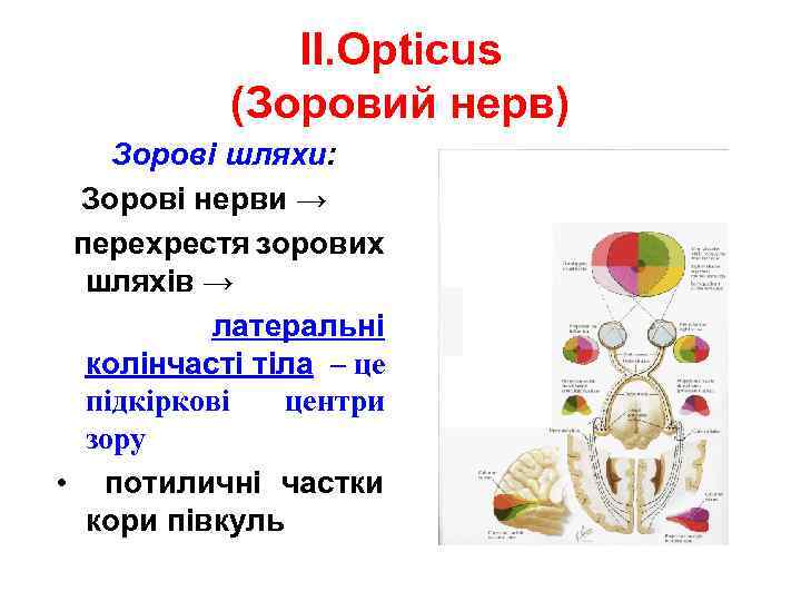 ІІ. Opticus (Зоровий нерв) Зорові шляхи: Зорові нерви → перехрестя зорових шляхів → латеральні