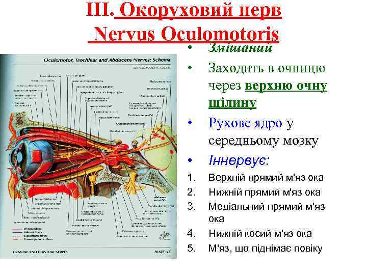 III. Окоруховий нерв Nervus Oculomotoris • • 1. 2. 3. 4. 5. Змішаний Заходить