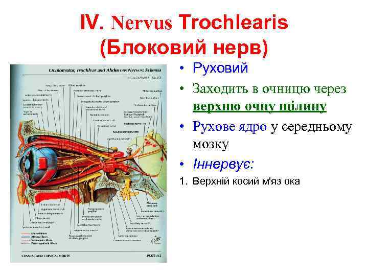 IV. Nervus Trochlearis (Блоковий нерв) • Руховий • Заходить в очницю через верхню очну