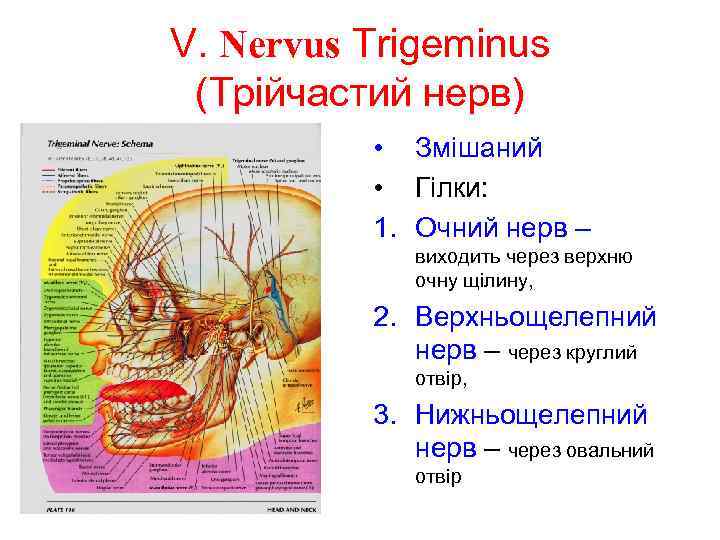 V. Nervus Trigeminus (Трійчастий нерв) • Змішаний • Гілки: 1. Очний нерв – виходить