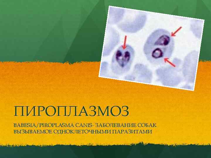ПИРОПЛАЗМОЗ BABESIA/PIROPLASMA CANIS- ЗАБОЛЕВАНИЕ СОБАК ВЫЗЫВАЕМОЕ ОДНОКЛЕТОЧНЫМИ ПАРАЗИТАМИ 