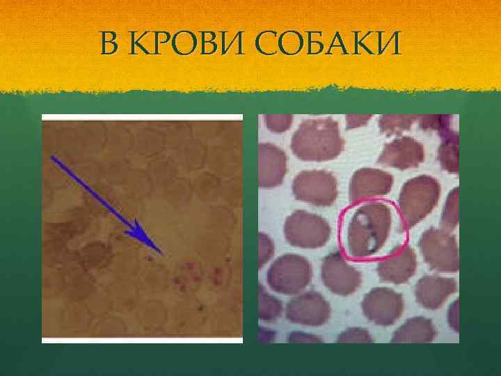 В КРОВИ СОБАКИ 