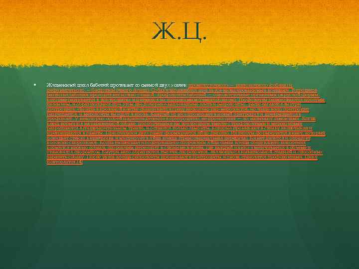 Ж. Ц. Жизненный цикл бабезий протекает со сменой двух хозяев: промежуточного — позвоночного (собака)