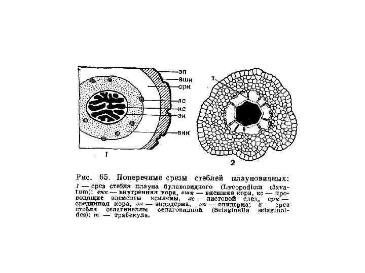 Стебель плауна. Поперечный срез стебля селагинеллы. Поперечный срез стебля селягинеллы. Поперечный разрез стебля селягинеллы. Анатомическое строение стебля селагинеллы.