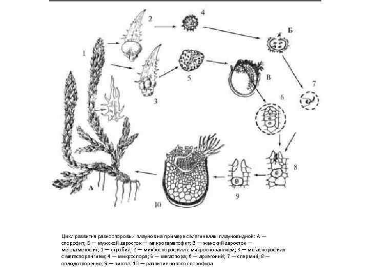 Плауны размножаются