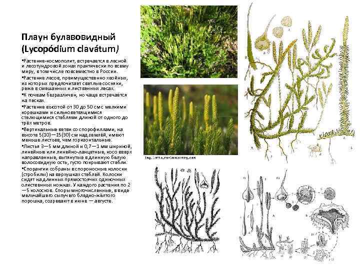 Плаун булавовидный (Lycopódium clavátum) • Растение-космополит, встречается в лесной и лесотундровой зонах практически по