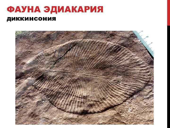 ФАУНА ЭДИАКАРИЯ диккинсония 