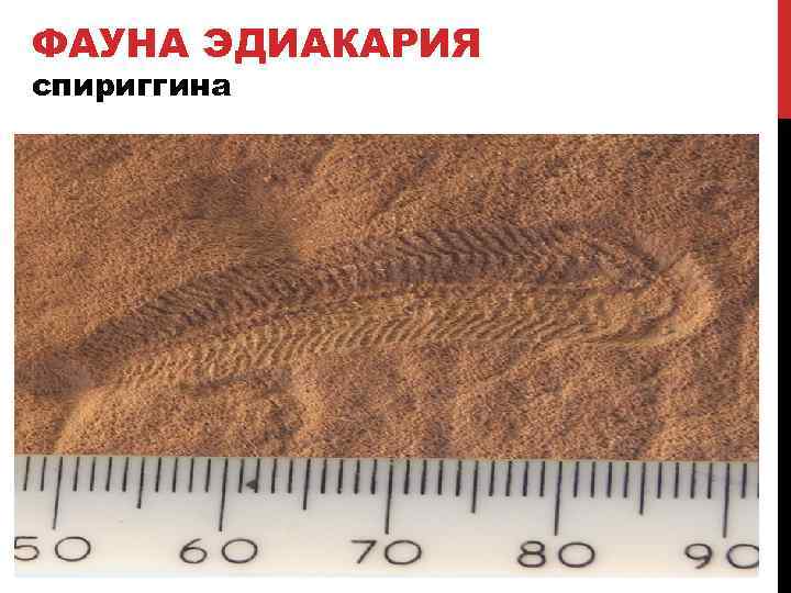 ФАУНА ЭДИАКАРИЯ спириггина 