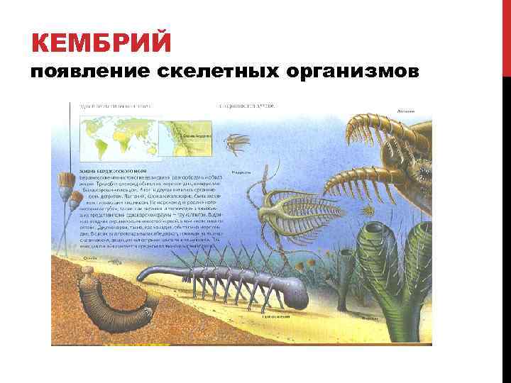 КЕМБРИЙ появление скелетных организмов 