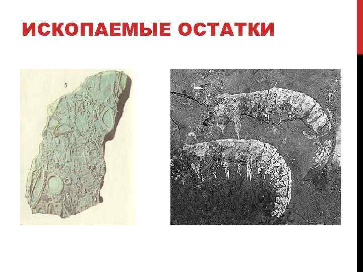 ИСКОПАЕМЫЕ ОСТАТКИ 