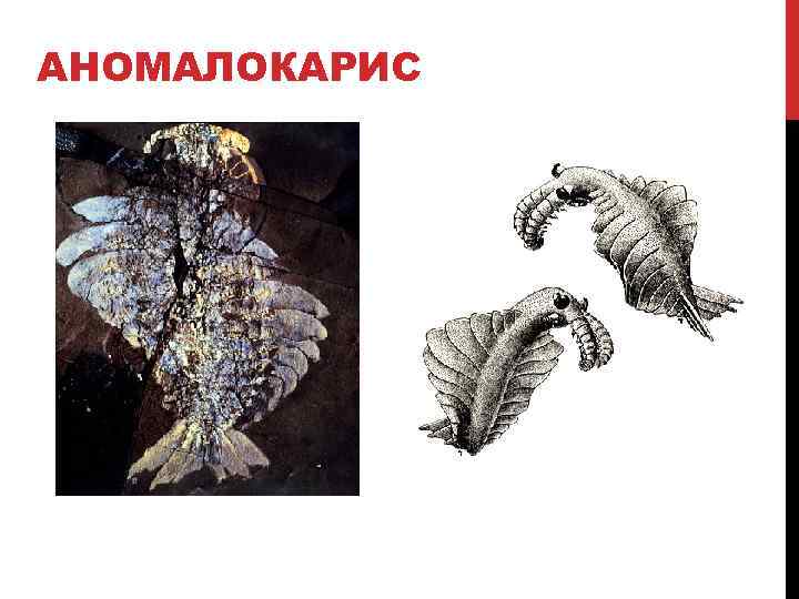 АНОМАЛОКАРИС 