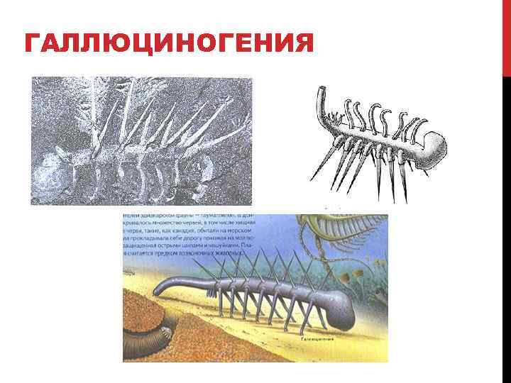 ГАЛЛЮЦИНОГЕНИЯ 