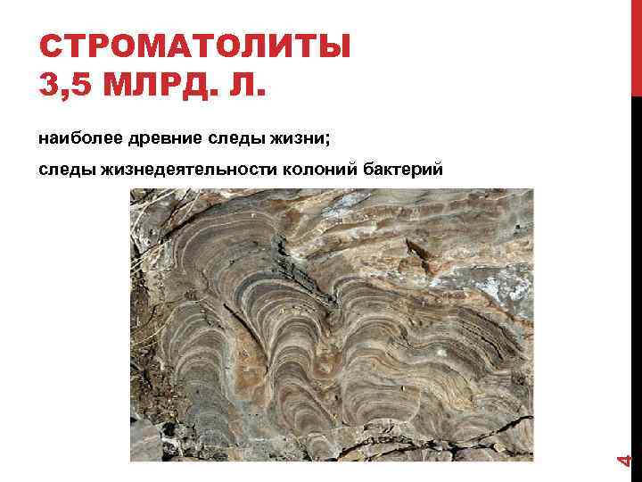 СТРОМАТОЛИТЫ 3, 5 МЛРД. Л. наиболее древние следы жизни; 4 следы жизнедеятельности колоний бактерий