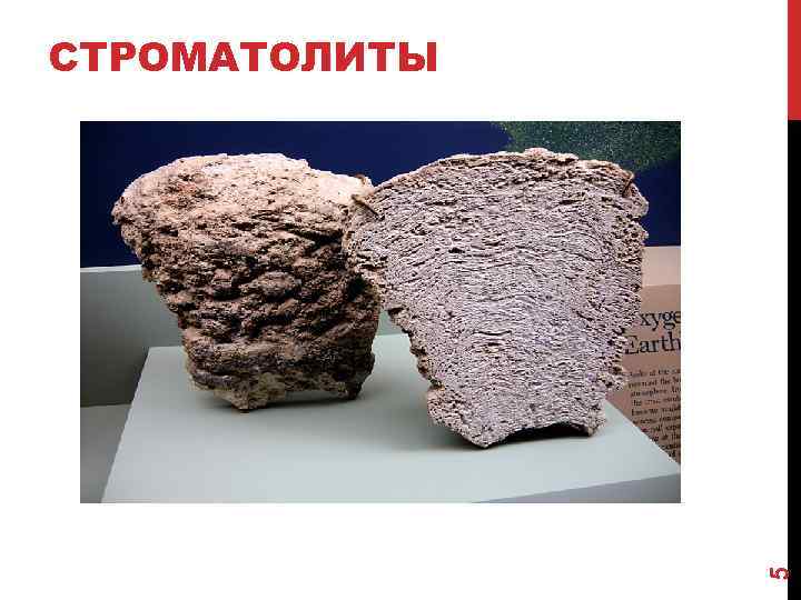 5 СТРОМАТОЛИТЫ 