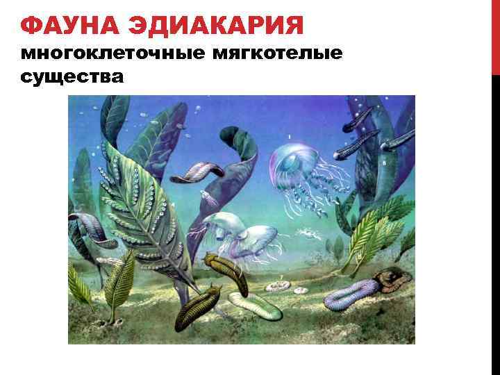 ФАУНА ЭДИАКАРИЯ многоклеточные мягкотелые существа 