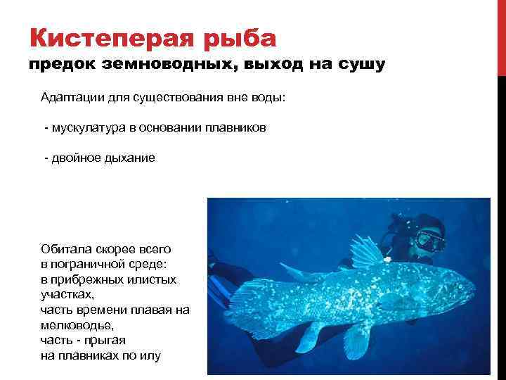 Кистеперая рыба предок земноводных, выход на сушу Адаптации для существования вне воды: - мускулатура
