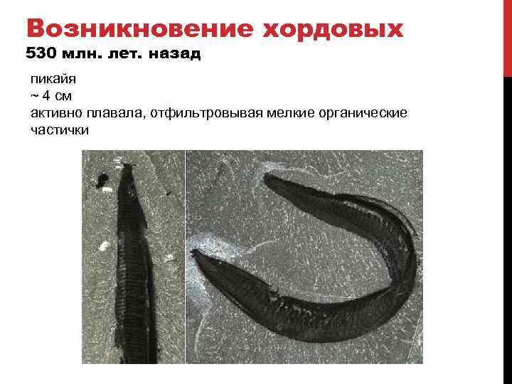 Возникновение хордовых 530 млн. лет. назад пикайя ~ 4 см активно плавала, отфильтровывая мелкие