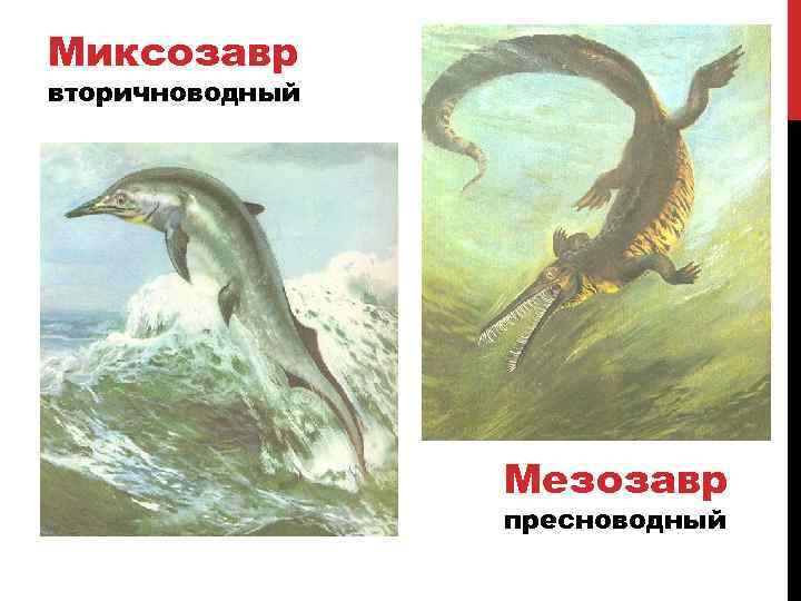 Миксозавр вторичноводный Мезозавр пресноводный 