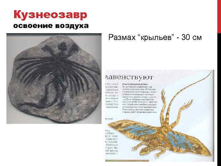 Кузнеозавр освоение воздуха Размах “крыльев” - 30 см 