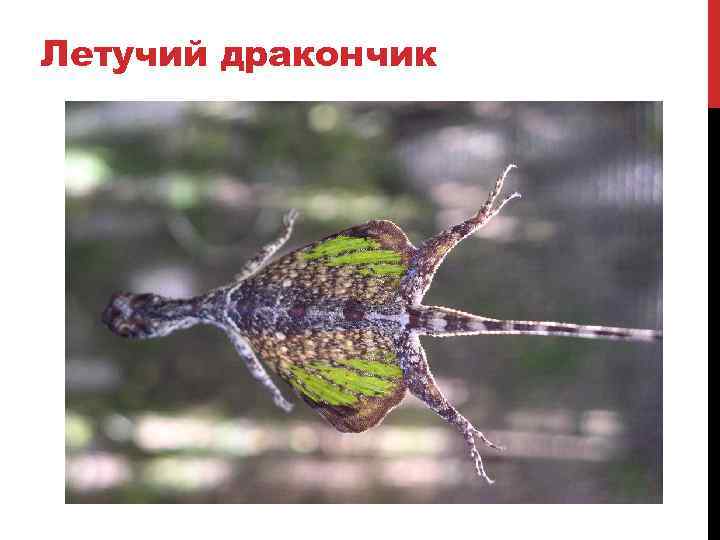 Летучий дракончик 