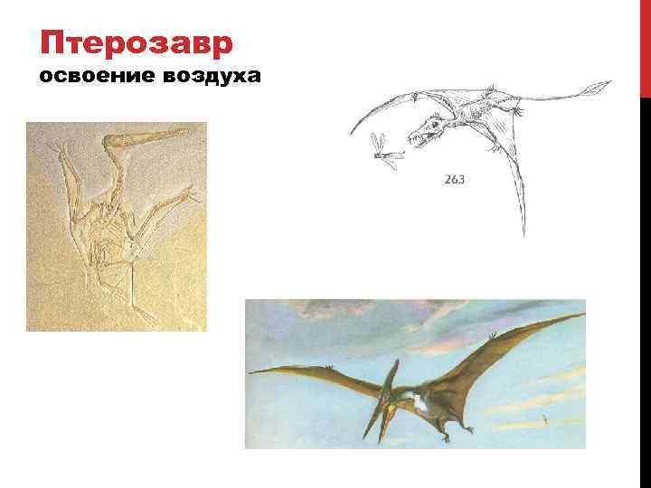 Птерозавр освоение воздуха 