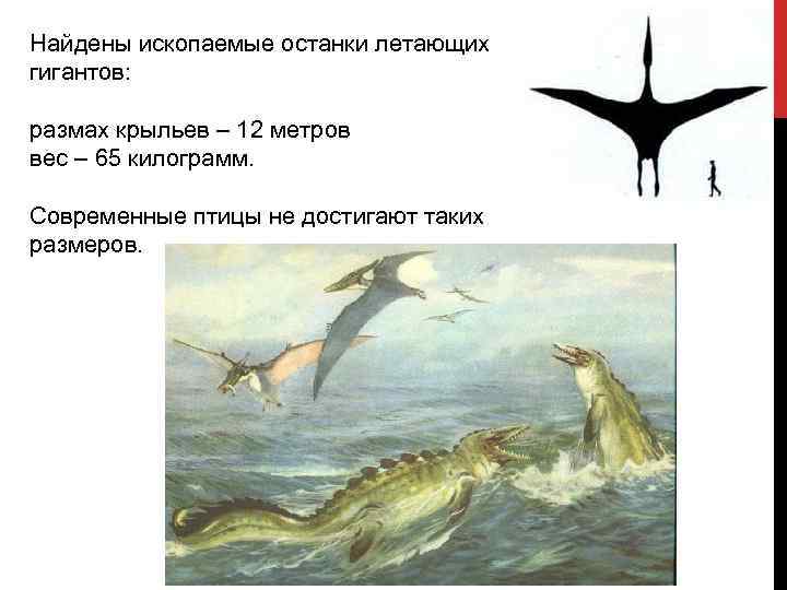 Найдены ископаемые останки летающих гигантов: размах крыльев – 12 метров вес – 65 килограмм.