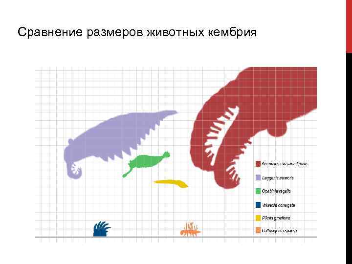 Размеры животных. Сравнение размеров животных. Сравнительные Размеры животных. Сравнительные Размеры вымерших животных. Размер животных по сравнению с человеком.