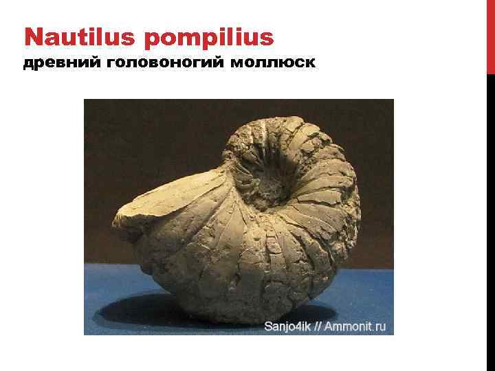 Nautilus pompilius древний головоногий моллюск 