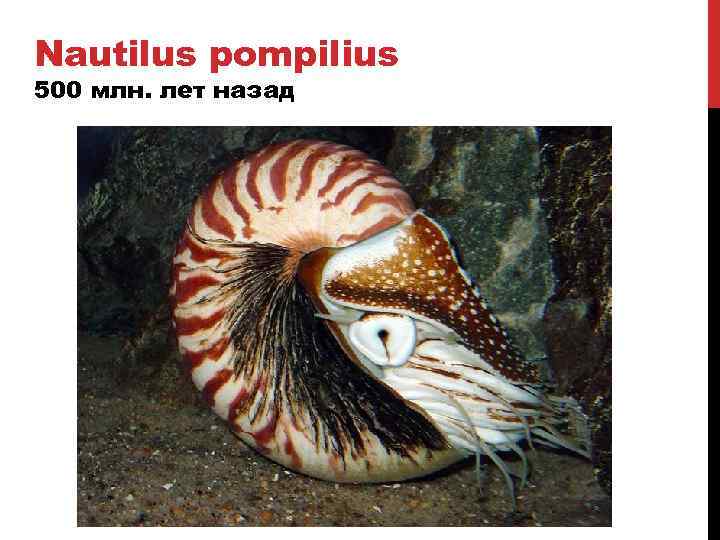 Nautilus pompilius 500 млн. лет назад 