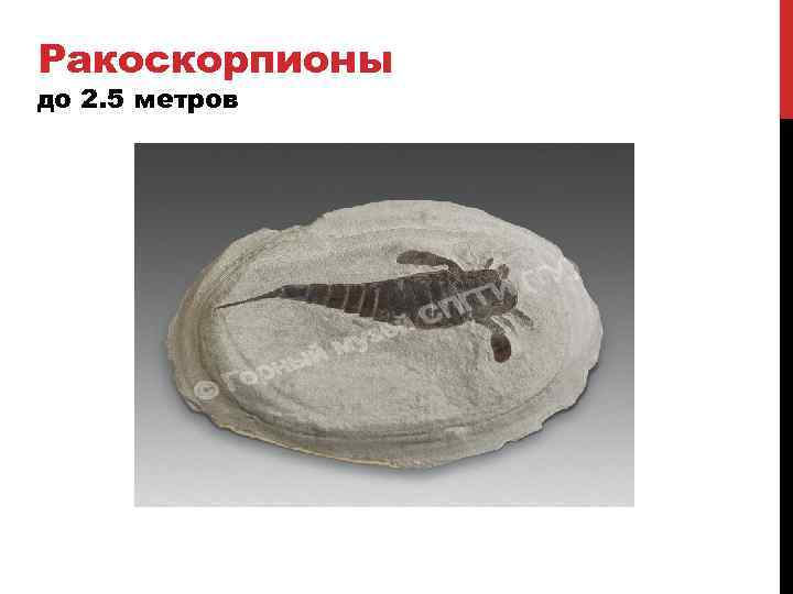 Ракоскорпионы до 2. 5 метров 